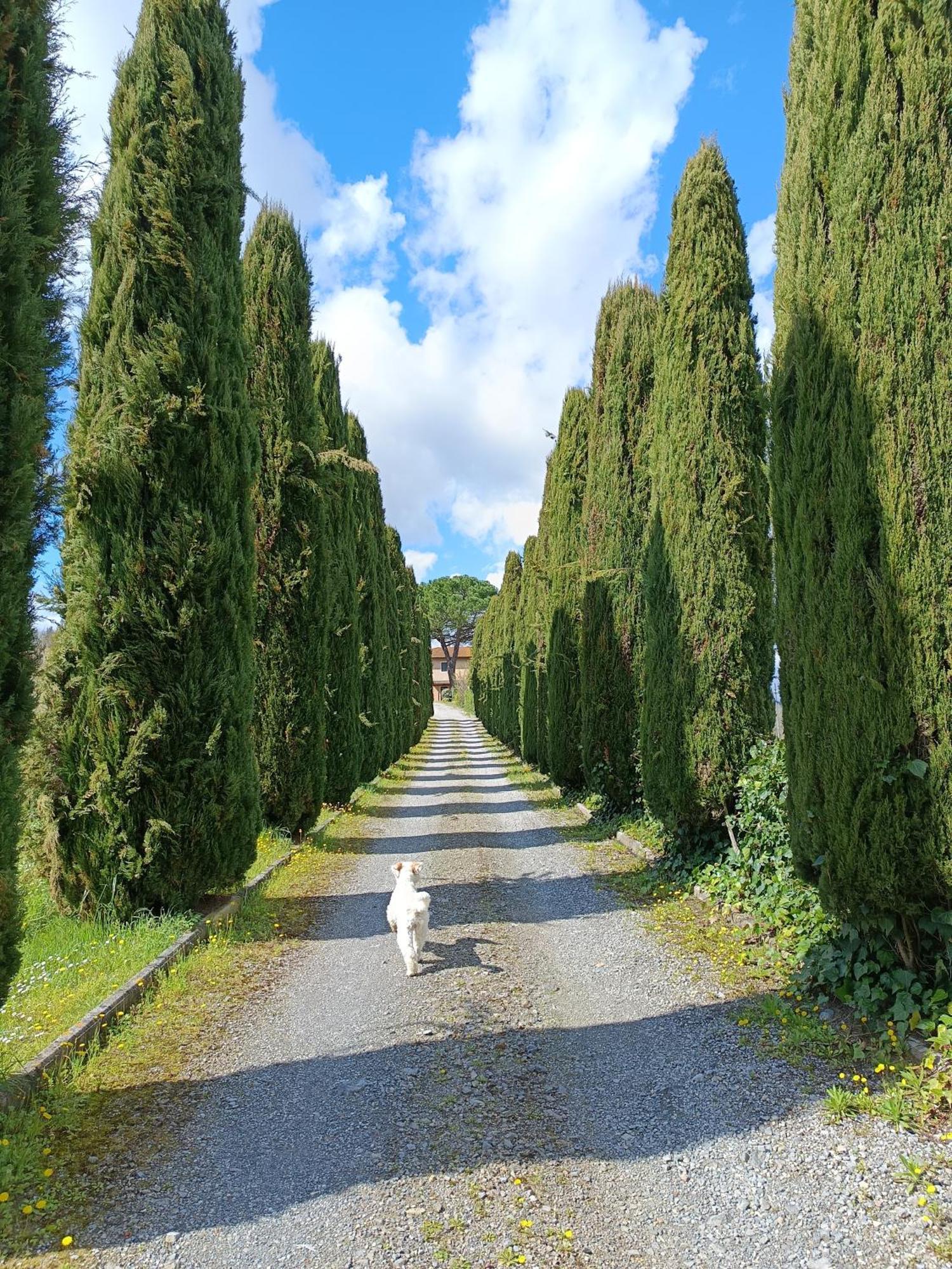 Agriturismo Buon Riposo - Country Resort In The Heart Of Tuscany San Giovanni a Corazzano Kültér fotó