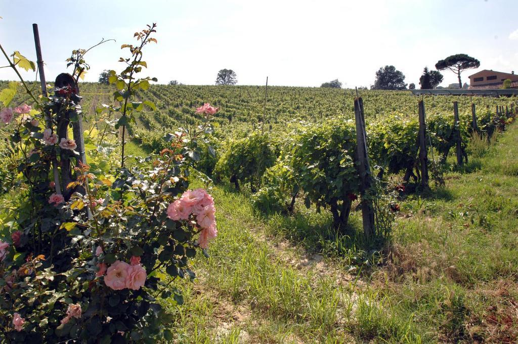 Agriturismo Buon Riposo - Country Resort In The Heart Of Tuscany San Giovanni a Corazzano Kültér fotó