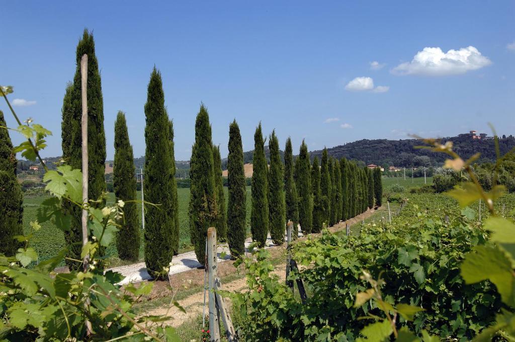 Agriturismo Buon Riposo - Country Resort In The Heart Of Tuscany San Giovanni a Corazzano Kültér fotó